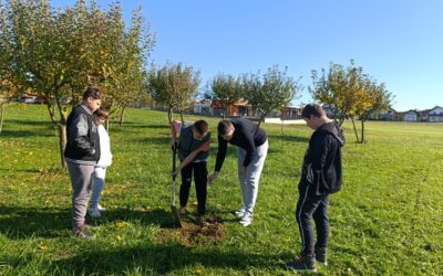 DIVLJA KRUŠKA – NOVI UKRAS NAŠEG ŠKOLSKOG DVORIŠTA